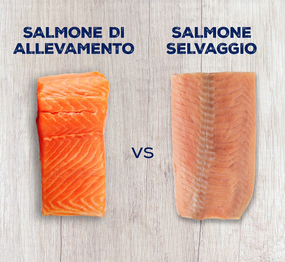 salmone Immagine Non Disponibile