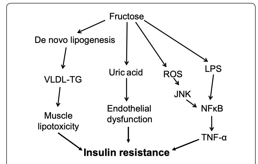 fructose de novo lipogenesis Immagine Non Disponibile